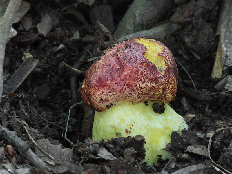 Boletus regius